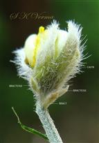 Bract and Bracteoles